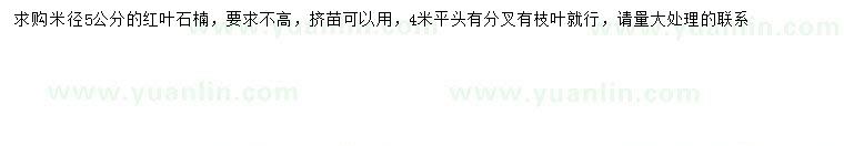 求購米徑5公分紅葉石楠