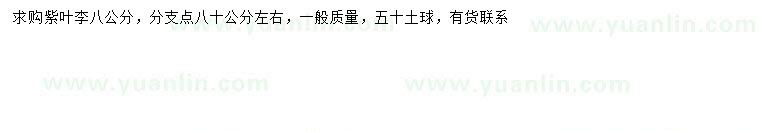 求購8公分紫葉李