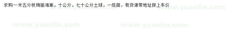 求購10公分絢麗海棠