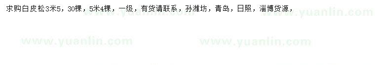 求購3.5米白皮松