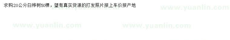求購20公分白樺