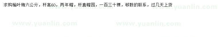 求購6公分榆葉梅