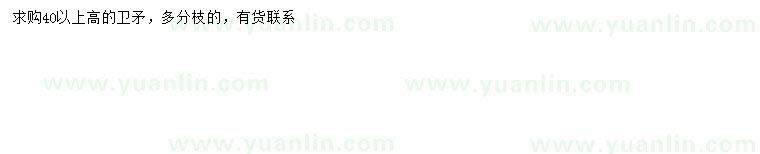 求購高40公分以上衛(wèi)矛