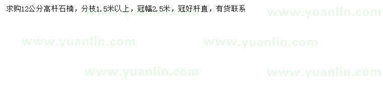 求購12公分高桿石楠