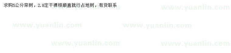 求購5公分欒樹
