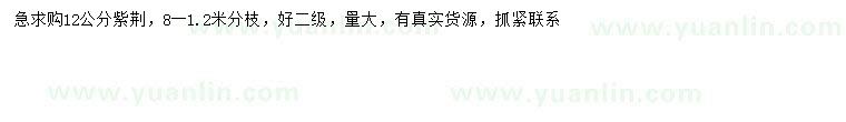 求購12公分紫荊