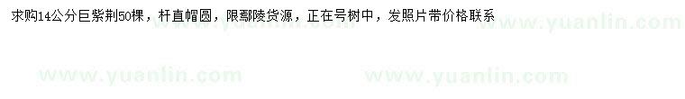 求購14公分巨紫荊