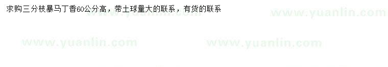 求購高60公分暴馬丁香