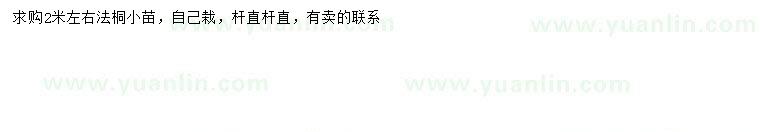 求購2米左右法桐小苗