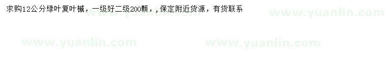 求購12公分綠葉復(fù)葉槭