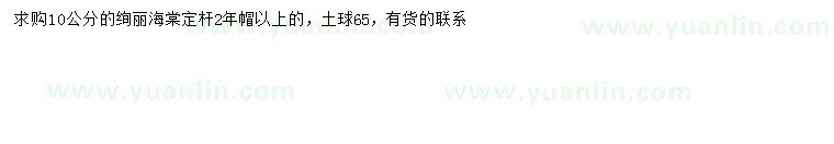 求購10公分絢麗海棠