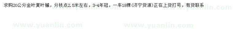 求購(gòu)20公分金葉復(fù)葉槭