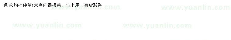 求購(gòu)高1米杜仲