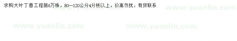求購80-120公分大葉丁香