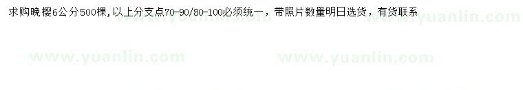求購6公分晚櫻