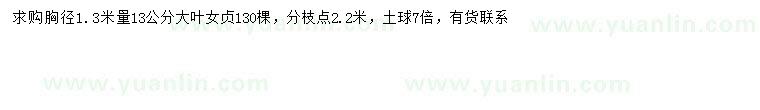 求購1.3米量13公分大葉女貞