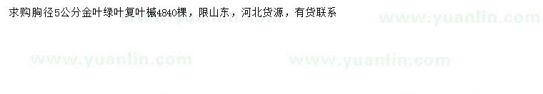 求購胸徑5公分金葉綠葉復(fù)葉槭