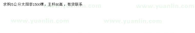 求購5公分太陽李