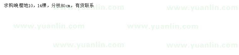 求購地徑10公分晚櫻