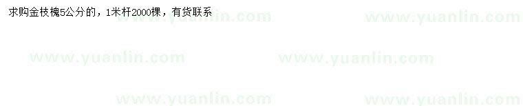 求購5公分金枝槐