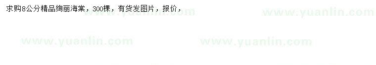 求購8公分絢麗海棠