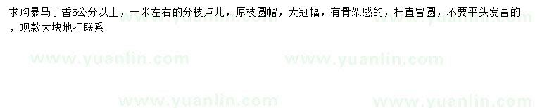 求購5公分以上暴馬丁香