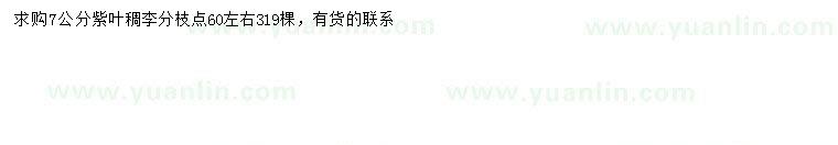求購7公分紫葉稠李