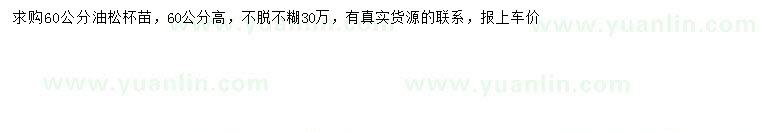 求購(gòu)高60公分油松