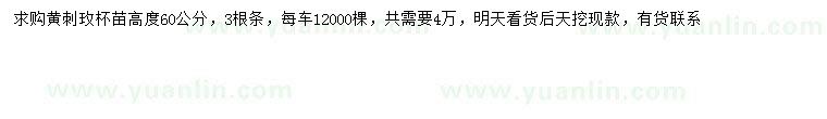 求購高60公分黃刺玫