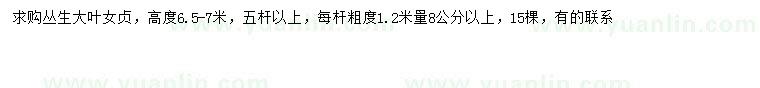 求購高6.5-7米叢生大葉女貞