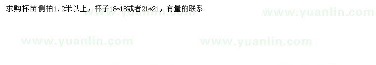 求購(gòu)1.2米以上側(cè)柏