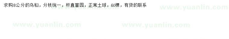 求購8公分烏桕