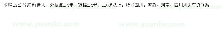 求購12公分紅粉佳人