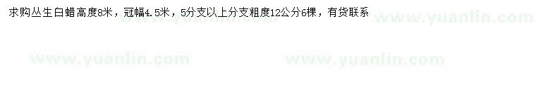 求購冠幅4.5米叢生白蠟