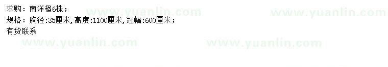 求購胸徑35公分南洋楹