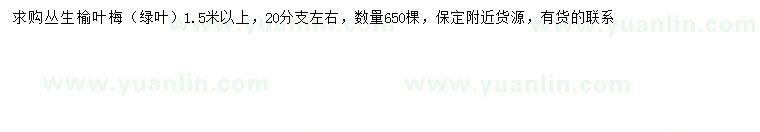 求購1.5米以上叢生榆葉梅