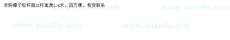 求購(gòu)高1.4米樟子松