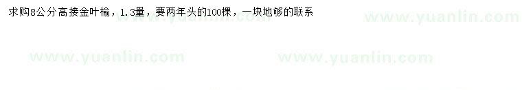 求購(gòu)1.3米量8公分高接金葉榆