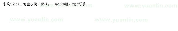 求購5公分金枝槐
