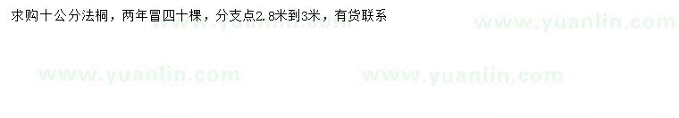 求購10公分法桐