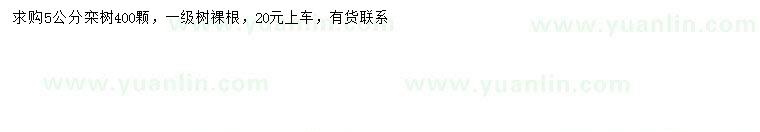 求購5公分欒樹