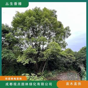 叢生香樟樹 獨(dú)桿香樟樹規(guī)格*基地直發(fā)