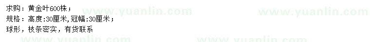 求購(gòu)高30公分黃金葉