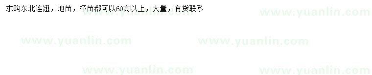 求購(gòu)高60公分以上東北連翹