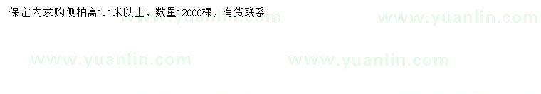 求購高1.1米以上側柏