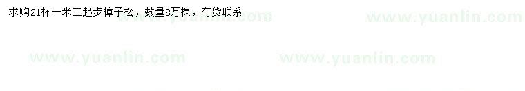 求購1.2米以上樟子松