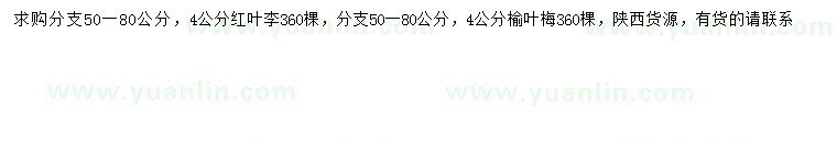 求購4公分紅葉李、榆葉梅