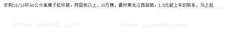 求購高60公分樟子松