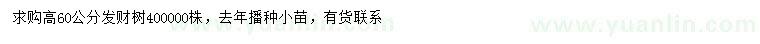 求購高60公分發(fā)財(cái)樹