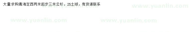 求購2-3米云杉
